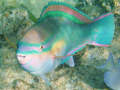   Parrotfish shows off its colors. colors  
